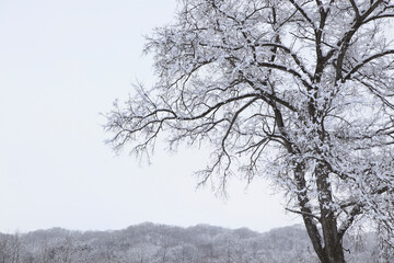 冠雪した木
