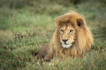 Horizontal portrait of a male lion with a beautiful mane lying in green grass in Serengeti in...