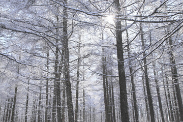 Fototapeta premium 雪原の木々