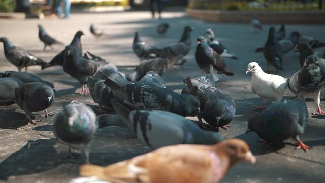 Group of pigeons eating food on the floor, getting fed on the park of Antgua Guatemala - Slow motion 120fps footage