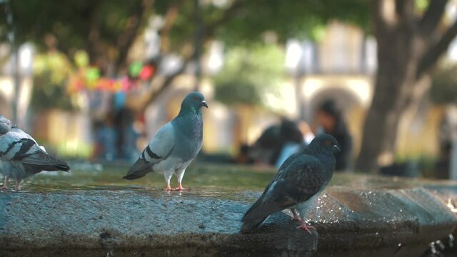 Beautiful pigeons sitting, walking and flying on a fountain in slow motion, Antigua Guatemala