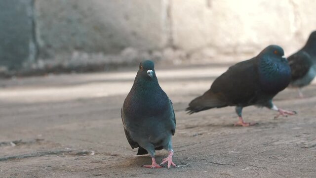 Close up of a beautiful pigeon standing on the floor in slow motion - Antigua Guatemala - 120fps footage