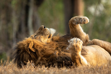 Large male lion lying on its back with its paws up in the air resting in Kruger Park in South Africa - obrazy, fototapety, plakaty