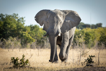 Elephant running towards camera in afternoon light in Savuti in Botswana