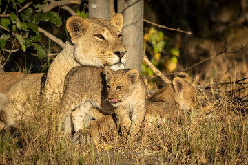 Mother lioness and her two cubs lying down on dry grass in golden sunlight in Botswana