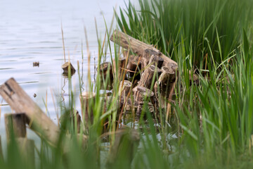 Holzpfosten liegen im Gras am Ufer eines Sees