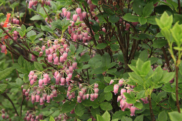 ウラジロヨウラク