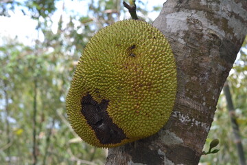 close up for jackfruit on the tree