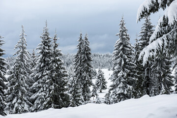 Trees covered with hoarfrost and snow