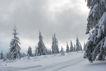 Fairy winter landscape with fir trees