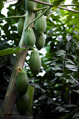 Unripe papaya fruits tree in gardenhose, close-up, agriculture concept, healthy food concept 