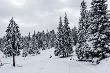 Fototapeta na wymiar Winter landscape with frozen trees