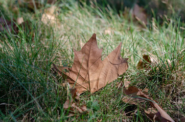 Fallen maple leaf in green grass.