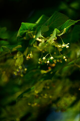 Green linden fruit among the leaves.