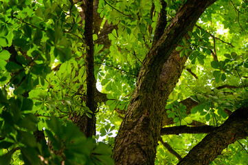 Chestnut trunk and branches - view into the crown of a tree.