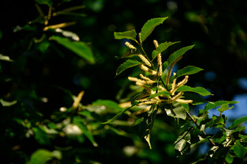 Fototapeta na wymiar Edible chestnut flowers on the branches.