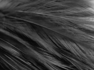 Beautiful abstract black feathers on dark background, gray feather texture on black background, white feather background