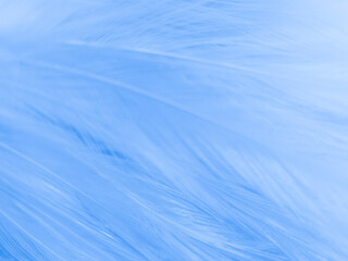 Beautiful abstract colorful white and blue feathers on white background and soft white feather texture on blue pattern and blue background, feather background, blue banners