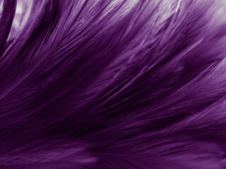 Beautiful abstract pastel purple feathers on dark background, black feather frame texture on purple background, dark feather, black banners