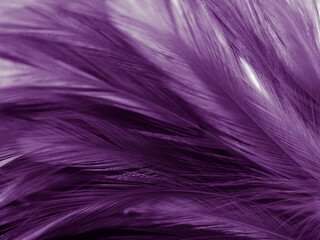Fototapeta premium Beautiful abstract pastel purple feathers on dark background, black feather frame texture on purple background, dark feather, black banners