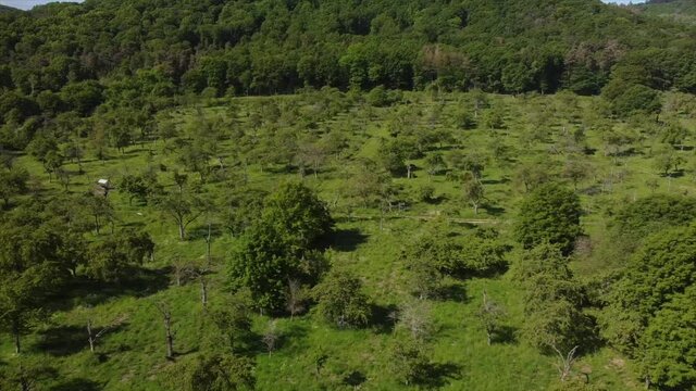 Streuobstwiesen, gef&auml;hrdeter Lebensraum im Rheintal bei Boppard-Buchenau