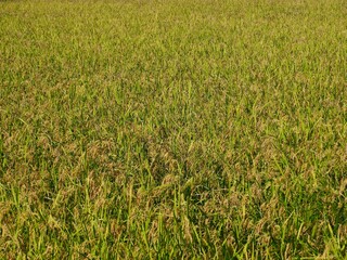 한국의 가을 논 풍경
