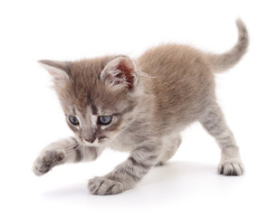 Kitten on white background.