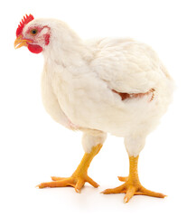 white hen isolated.