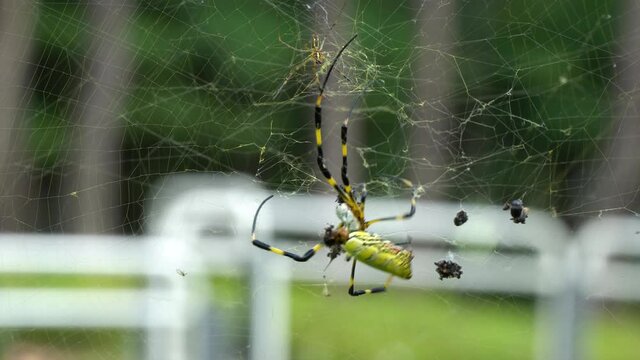 Joro spider (Trichonephila clavata, Nephila clavata) catching prey in the web