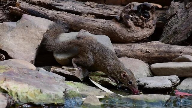 Northern Treeshrew, Tupaia belangerion; an individual seen drinking water from a waterhole in the jungle of Thailand.