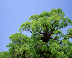 新緑のクスノキ
