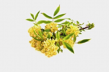 Elder red. Imitation of a picture. Oil paint. Illustration