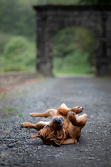 funny red dog lying on his back. Shar Pei mix plays in nature