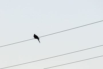 Silhouette of a bird on a wire