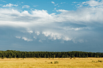 Bashang grassland pasture scenery in Hebei Province, China