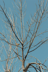 Small bird on a tree branch