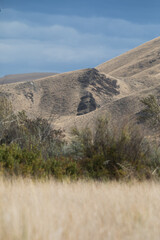 Bunchgrass Covered Hills in Eastern Washington Desert Landscape