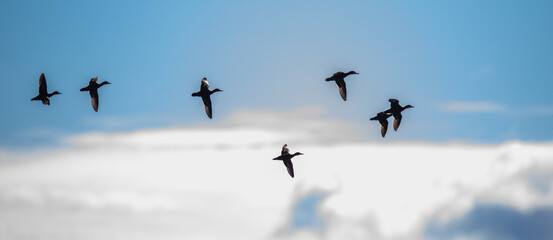 Flock of Pintail Ducks Silhouetted Against Clouds and Sky