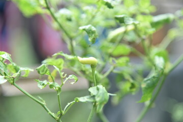 cayenne pepper plant located in Banyuasin district