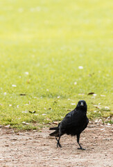 Black bird chilling in the park