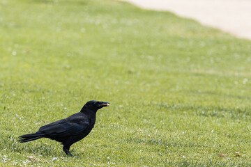 Black bird chilling in the park