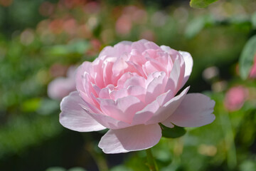昼間のピンク色のバラ(クイーンオブスウェーデンRosa 'Queen of Sweden')
