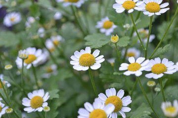 Fototapeta premium ナツシロギク(Feverfew)