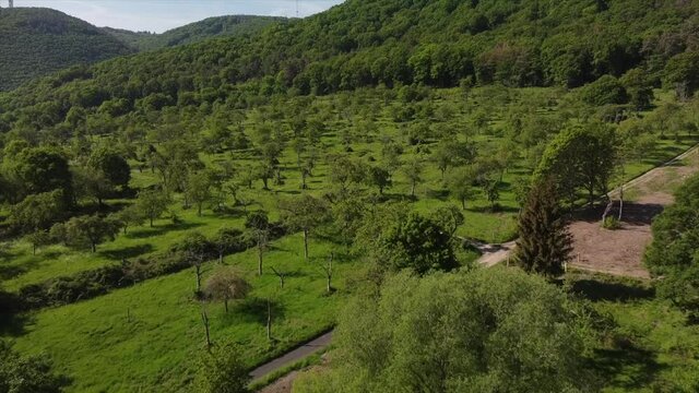Streuobstwiesen, gef&auml;hrdeter Lebensraum im Rheintal bei Boppard-Buchenau