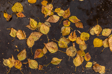 Fallen yellow autumn leaves in a puddle on the ground. Top view. Close-up.
