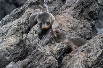 Obraz premium New Zealand fur seal pups on the rocks in Cape Palliser in the Wairarapa