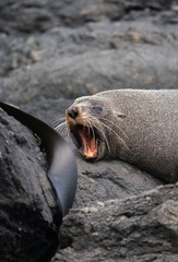Fototapeta premium Close up of a yawning New Zealand fur seal on the rocks in Cape Palliser in the Wairarapa