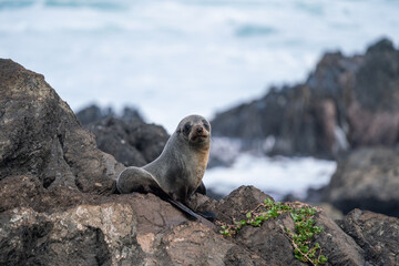 A New Zealand fur seal pup on the rocks in Cape Palliser in the Wairarapa