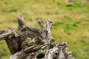 huge tree trunk laying on the green wetland covered with mosses