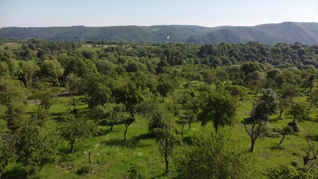 Streuobstwiesen, gef&auml;hrdeter Lebensraum im Rheintal bei Boppard-Buchenau